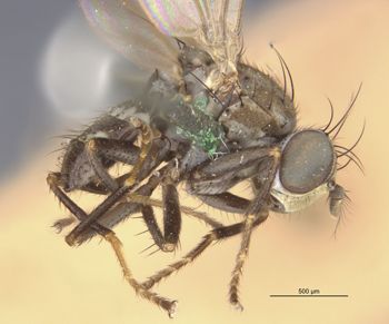 Media type: image;   Entomology 11129 Aspect: habitus lateral view